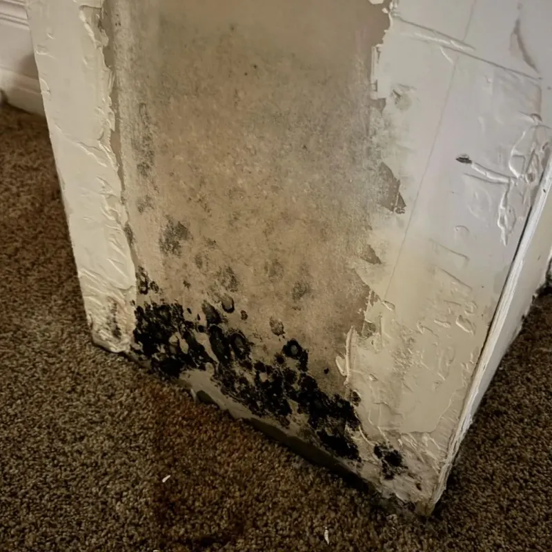 Professional Mold Removal in Roseville, OH